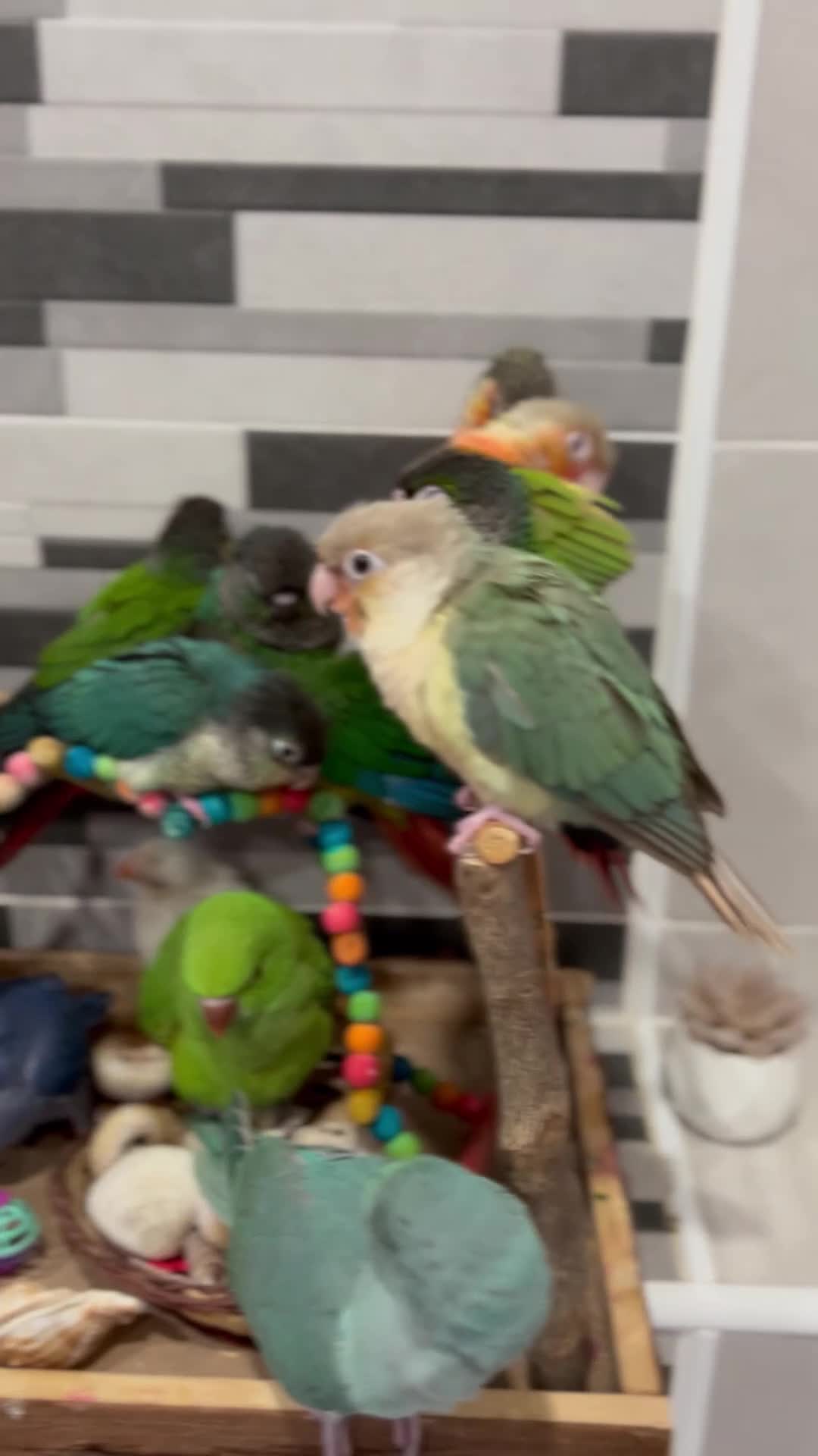 Conures birds for sale: Ready Now: Hand-Reared Baby Conures - Video 3