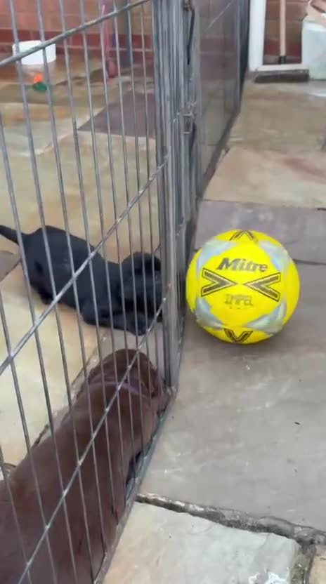 Labrador Retriever dogs for sale: Beautiful Labrador puppies - Video 2