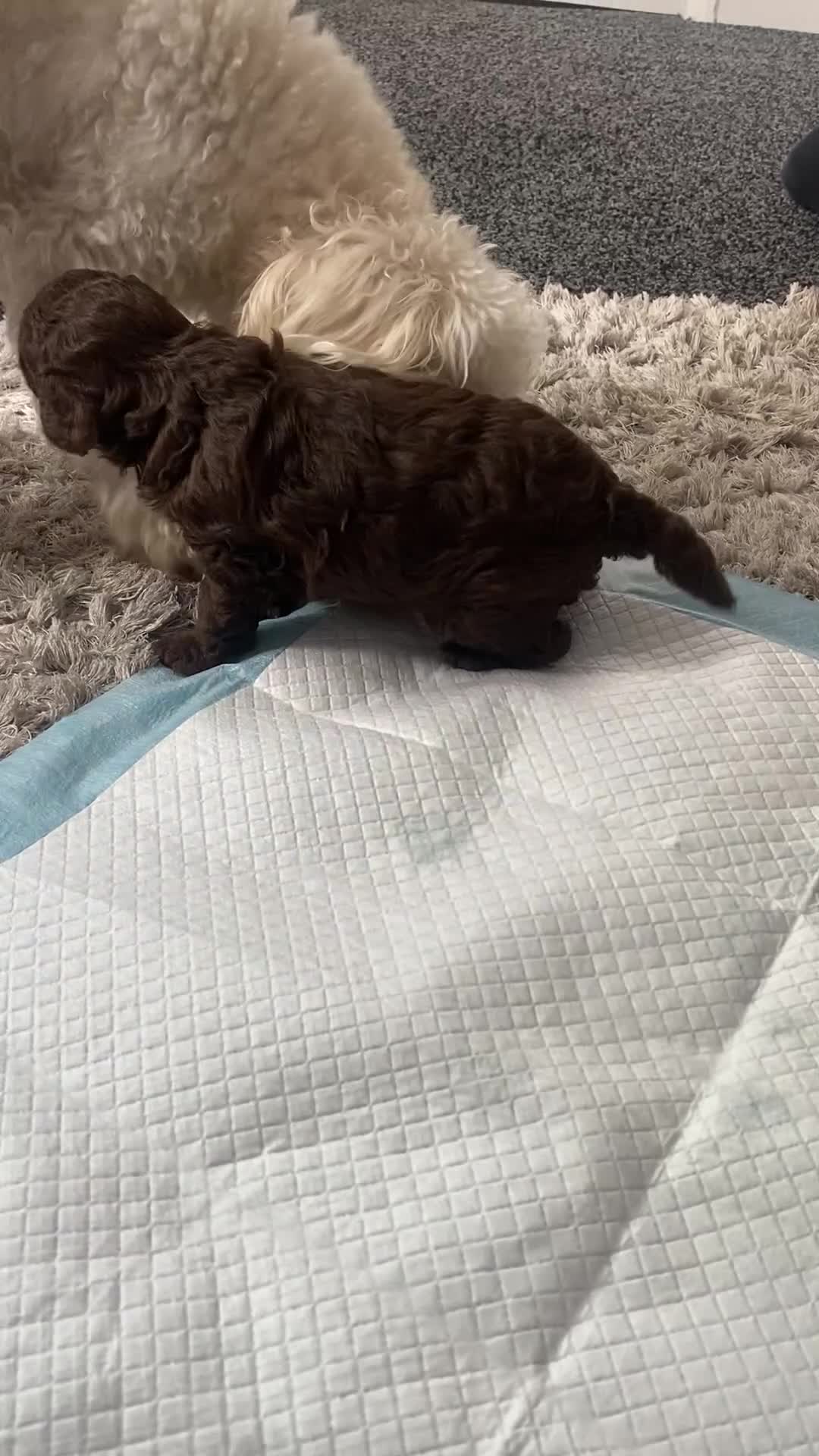 Cavapoo dogs for sale: Beautiful F1b Cavapoo girl  - Video 5