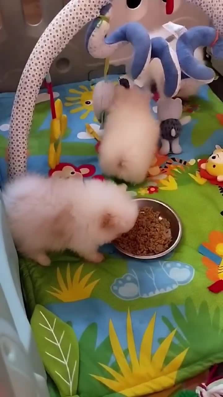 Pomeranian dogs for sale: 💝💝💝High-quality little boys💝💝💝 - Video 2