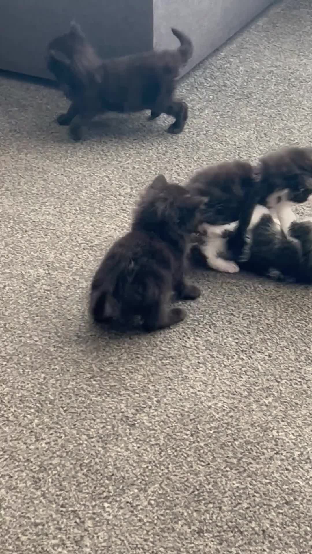Mixed Breed cats for sale: Kittens for sale £20 - Video 1