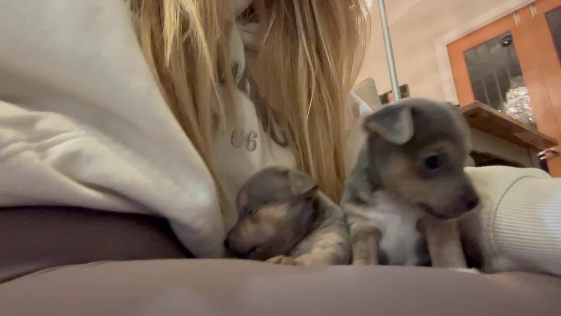 Jack Russell dogs for sale: Blue/tan and lilac Jack Russell Puppies - Video 2