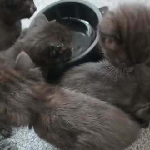 Mixed Breed cats for sale: Beautiful Kittens Looking for Their Forever Homes  - Video 1