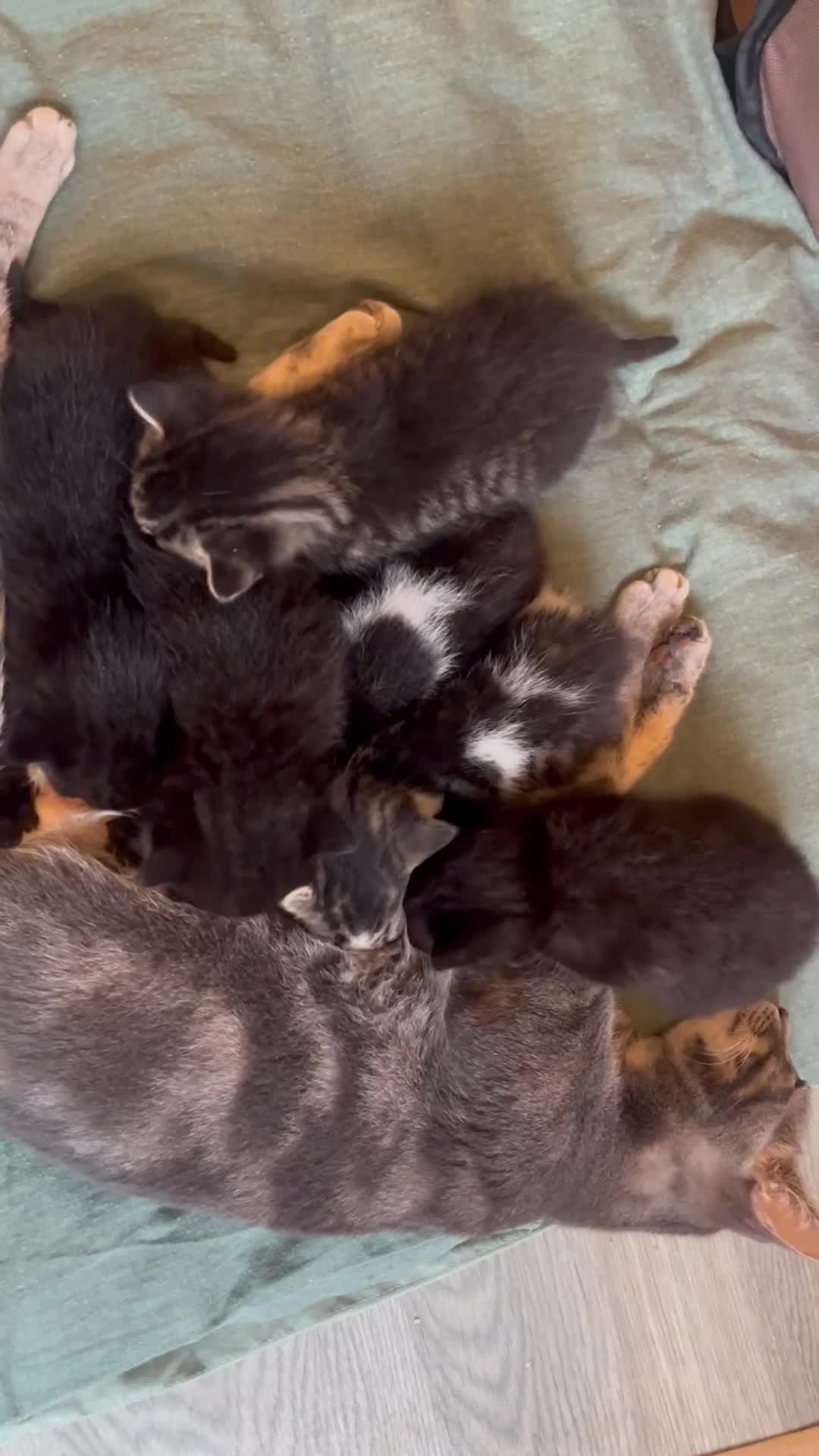 Mixed Breed cats for sale: Mixed breed adorable kittens in Waltham Cross - Video 2