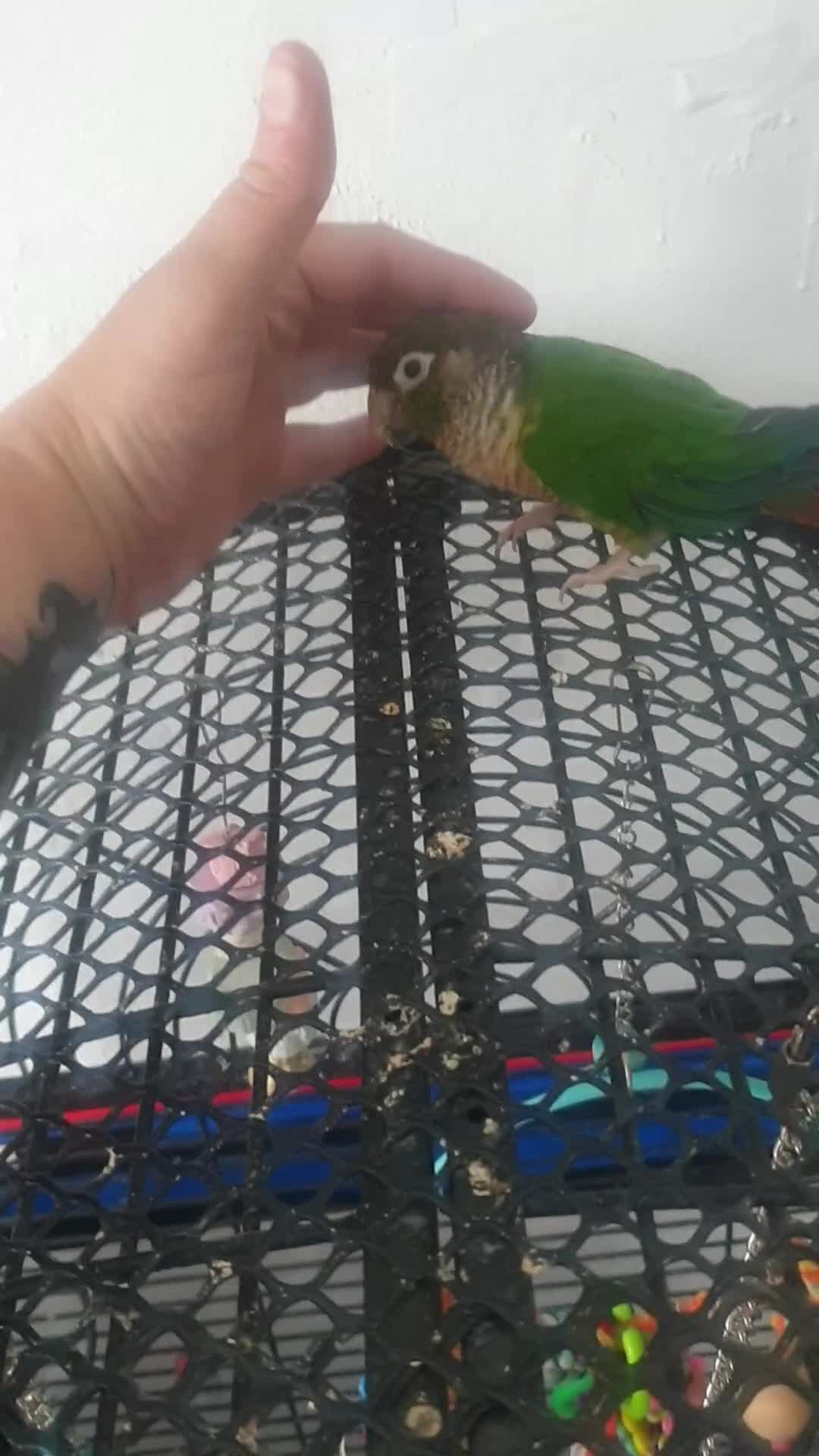 Conures birds for sale: Stunning Tame Conure - Video 2