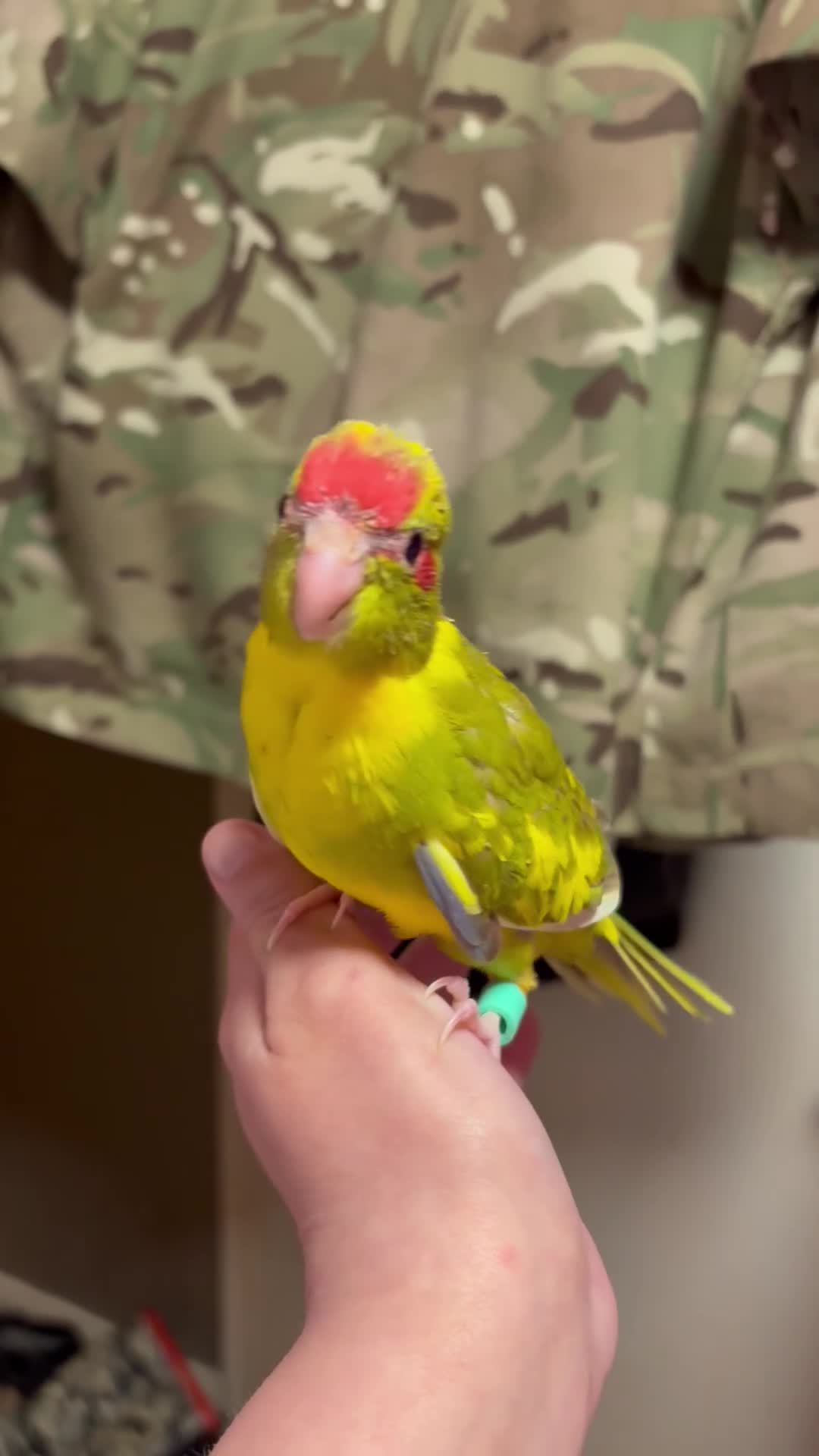 Parakeets birds for sale: Hand reared and hand tame Kakariki - Video 1