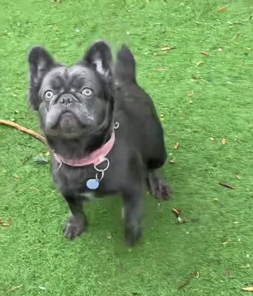 French Bulldog dogs for sale: Visual Fluffy Frenchie KC  - Video 2