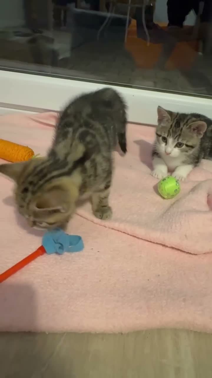 Mixed Breed cats for sale: 2 Gorgeous Female kittens available now  in Horsham - Video 1