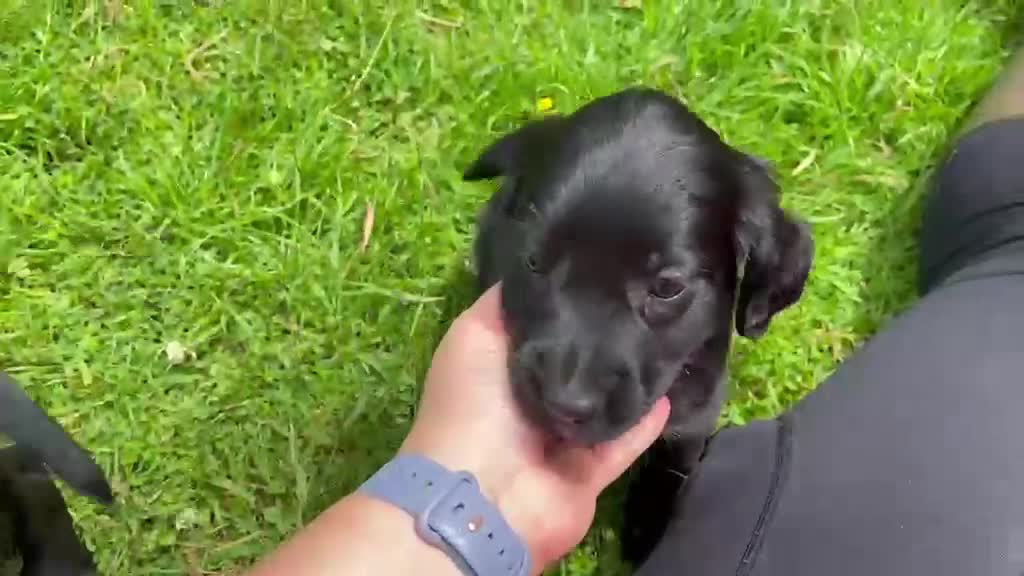 Cockerdor dogs for sale: ****GORGEOUS COCKERDOR PUPPIES**** in Tiverton - Video 2