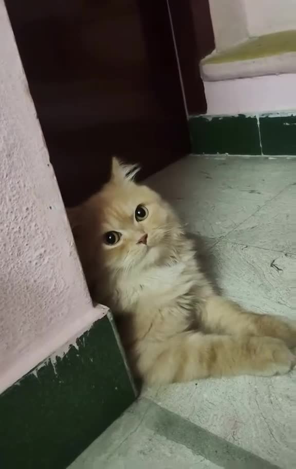 Mixed Breed cats for sale: Goldy - Video 1