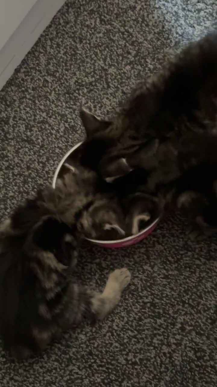 Mixed Breed cats for sale: 2 kittens for sale - Video 1