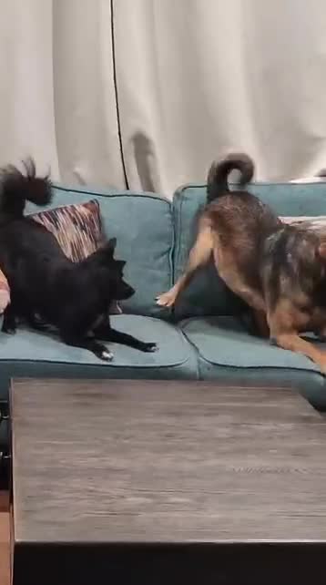 Mixed Breed dogs for adoption: ❤️JESSY❤️- low medium loving and gentle girl  in Faversham - Video 1