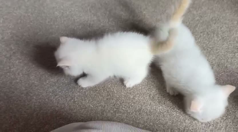 Exotic cats for sale: Red tabby colour point kittens mum grand champion  - Video 3