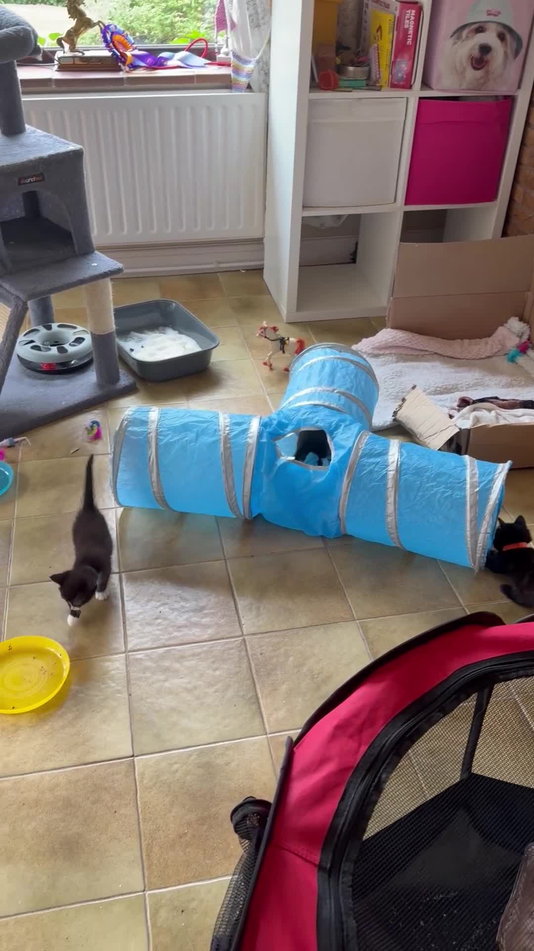 Ragdoll cats for sale: Ragdoll x in Nottingham - Video 2