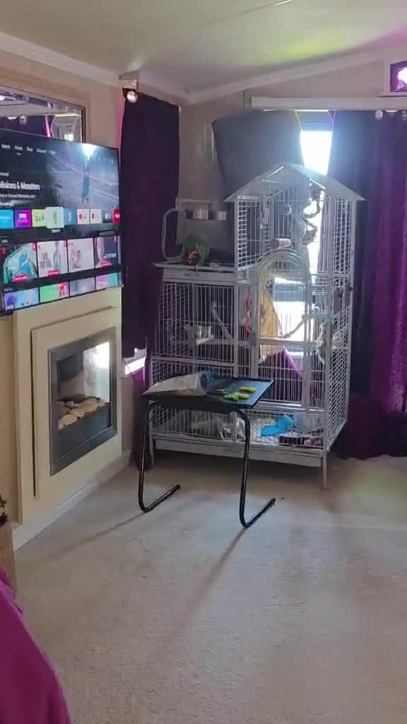 Parrots birds for sale: Amazon parrot 🦜  - Video 4