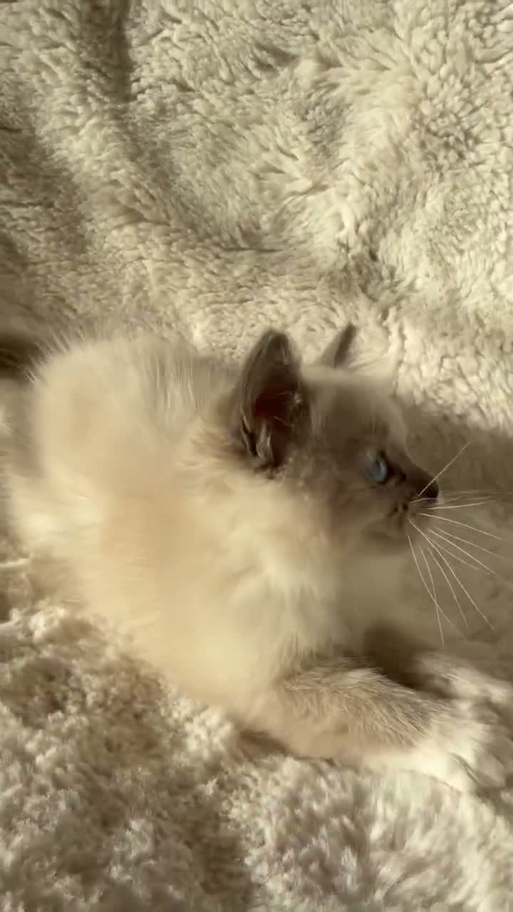 Ragdoll cats for sale: 2x GCCF Ragdoll kittens (male & female) available - Video 2