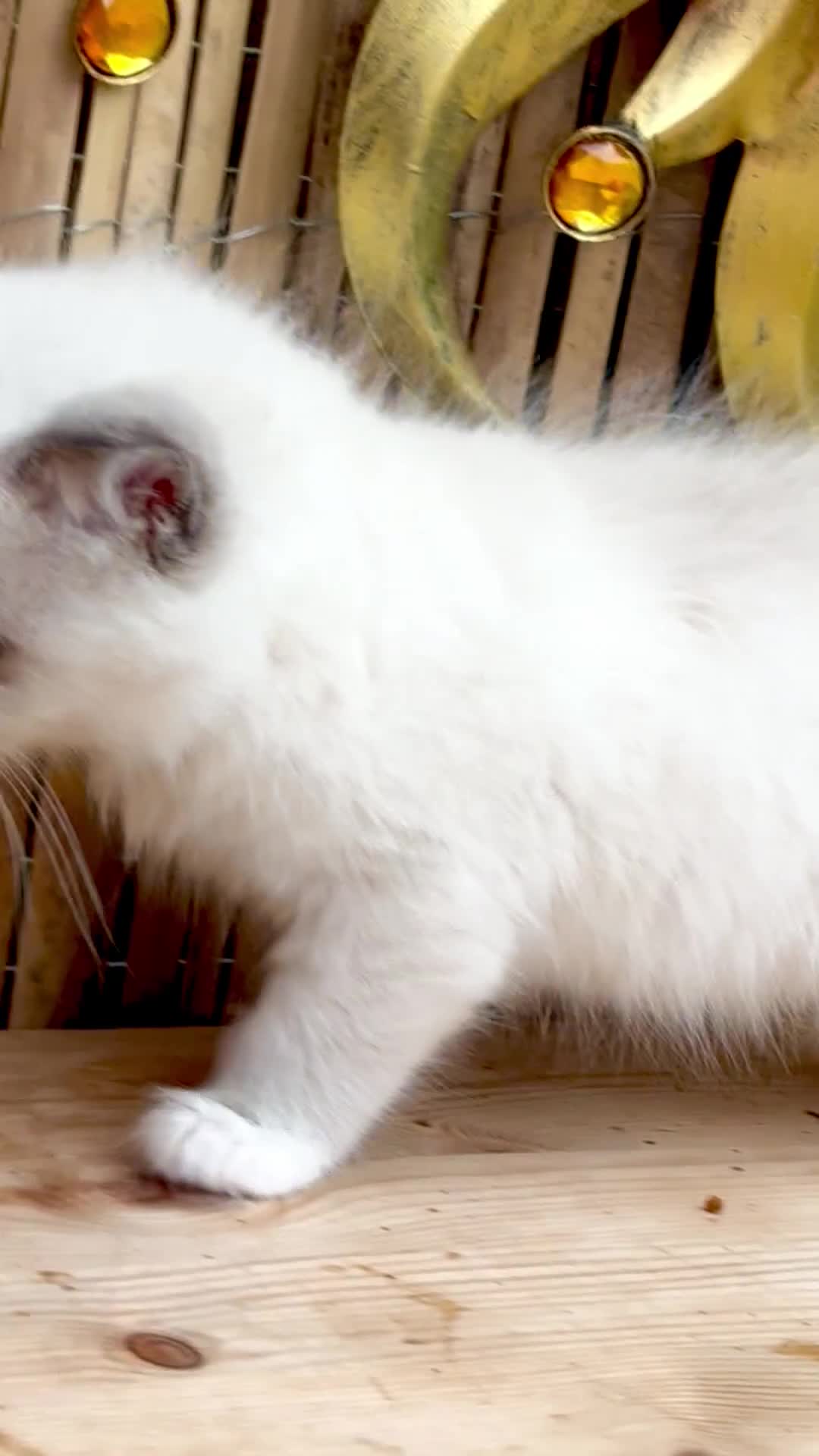 Ragdoll cats for sale: Ragdoll Kittens ready now* - Video 1