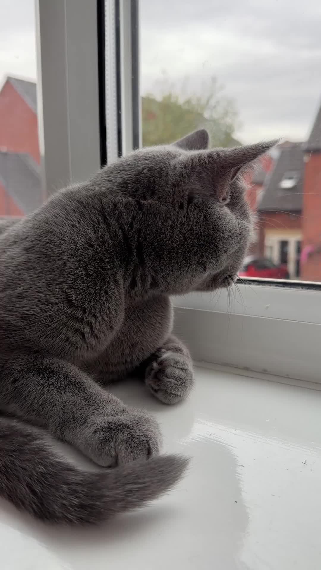 British Shorthair cats for sale: Lovely British Shorthair kittens for sale! - Video 5