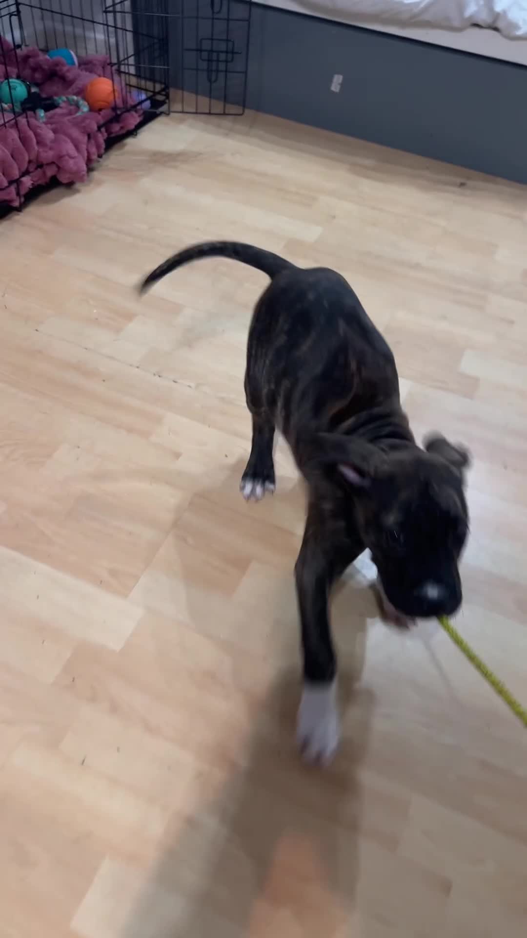 Presa Canario dogs for sale: 10 weeks pressa canario  - Video 1