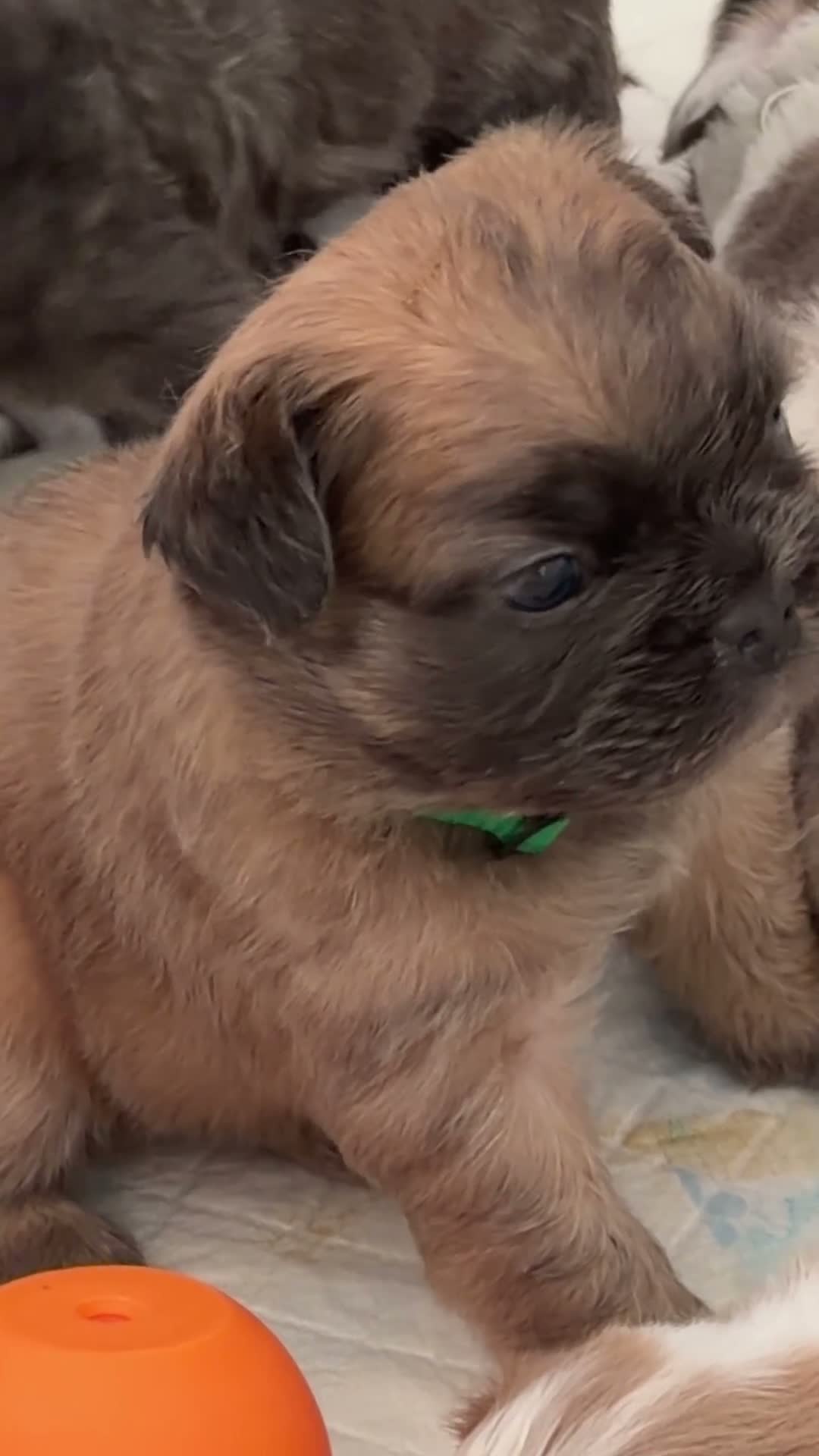 French Bulldog dogs for sale: 2 lovely Boys available Fluffy Frenchbulldogs in London - Video 2