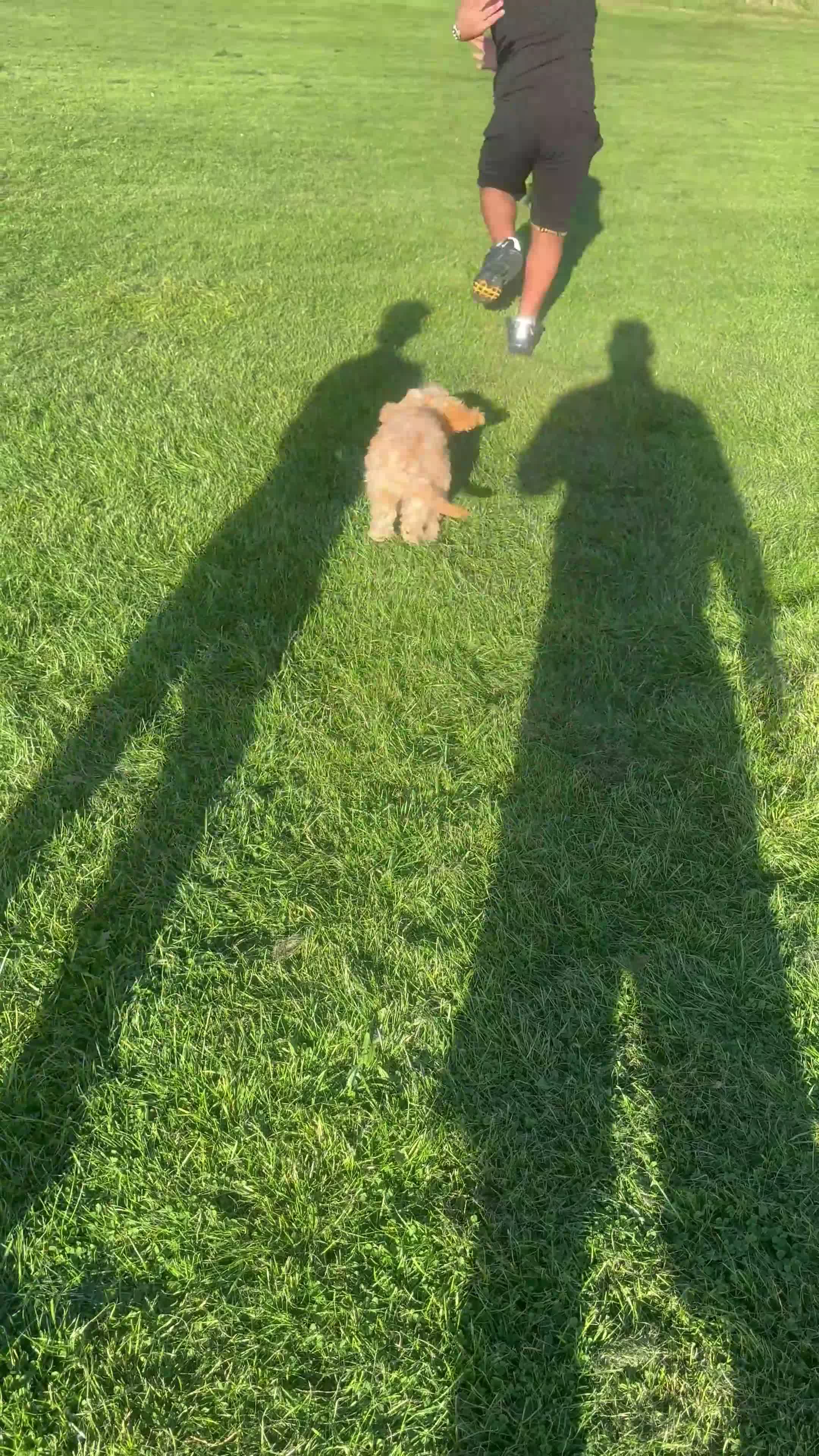 Cockapoo dogs for sale: Golden cockapoo  - Video 1