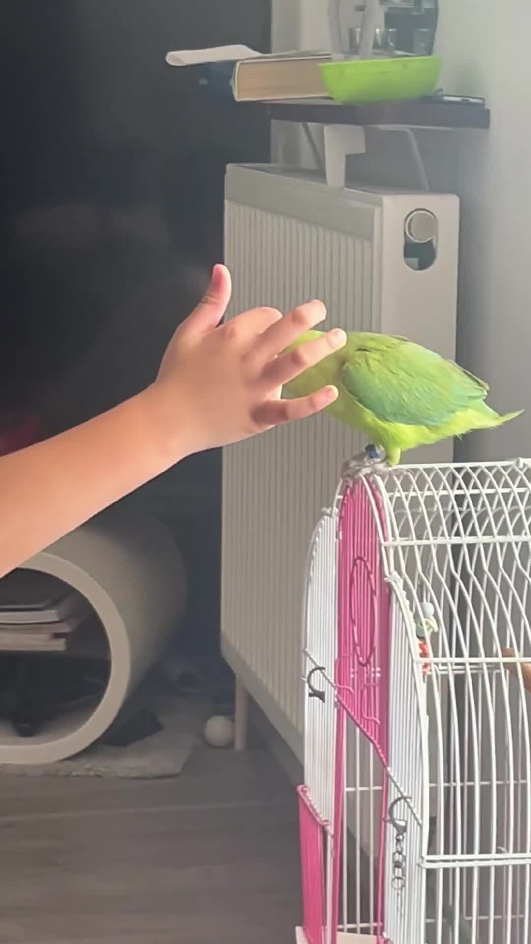 Ringnecks birds for sale: Ring neck parrot  - Video 1