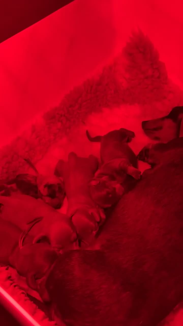 Miniature Dachshund dogs for sale: 🐾🤎✨ Miniature Dachshunds puppies ✨🤎🐾  in North Shields - Video 1