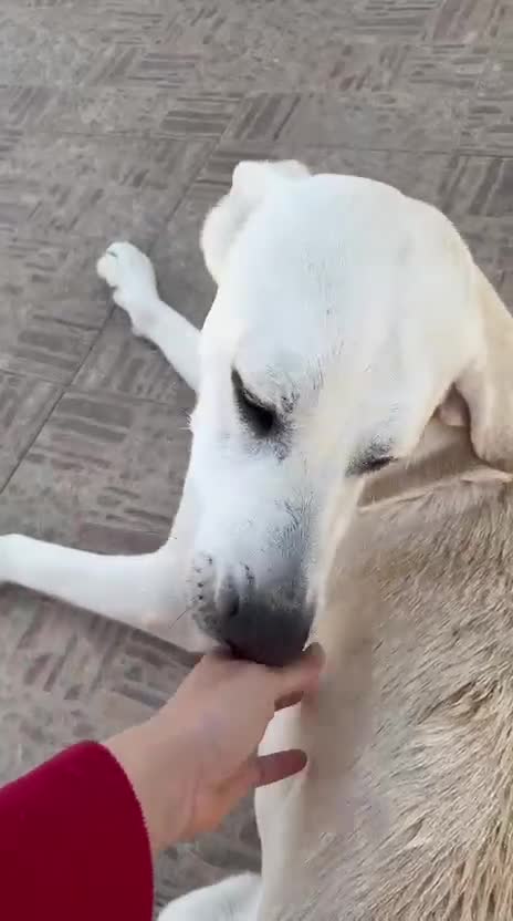 Mixed Breed dogs for adoption: Simba Needs a Home 🌺 🌹 🌹  - Video 2