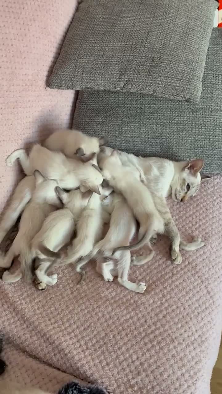 Siamese cats for sale: Healthy beautiful GCCF registered siamese - Video 3