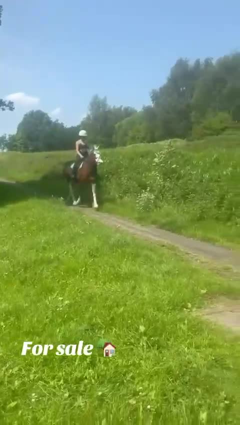 Welsh Section D horses for sale: ❤️ beautiful welsh section D mare ❤️ - Video 1