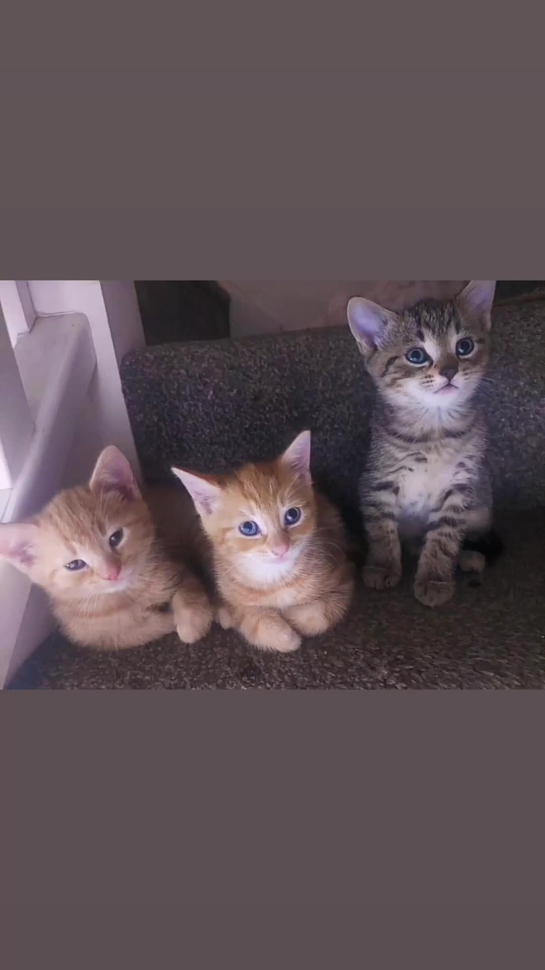 Bengal cats for sale: Bengal X British short-haired  - Video 2