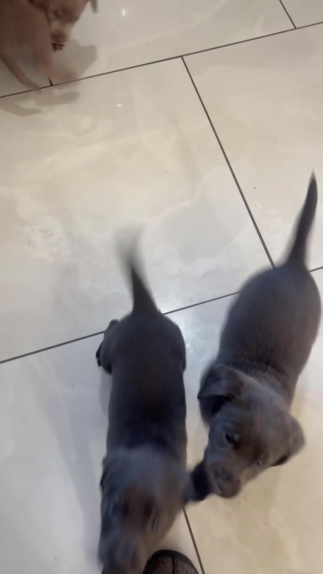 Labrador Retriever dogs for sale: Charcoal & Silver pups for sale - Video 4