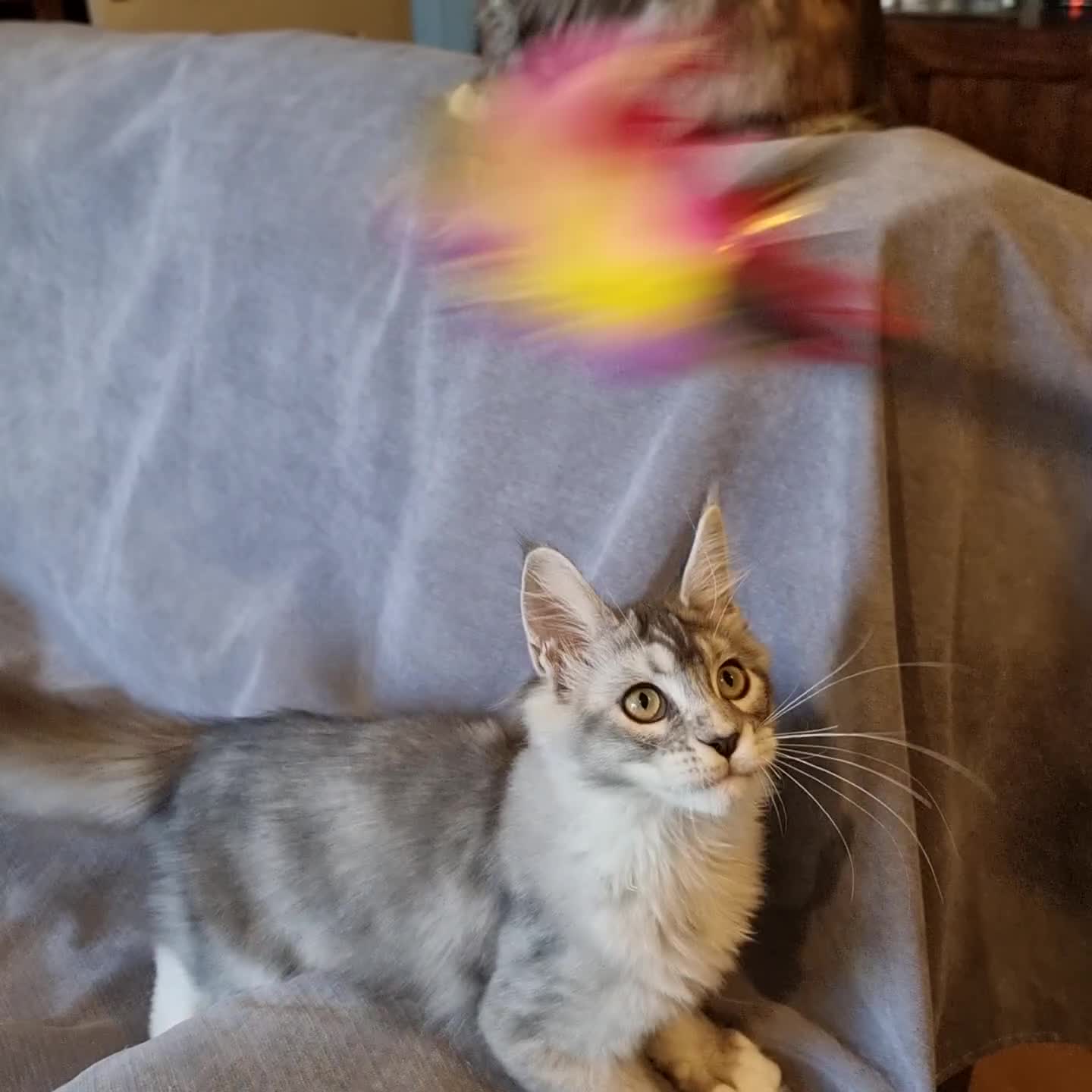 Maine Coon cats for sale: RESERVED  RESERVED Big gorgeous full pedigree boy - Video 1