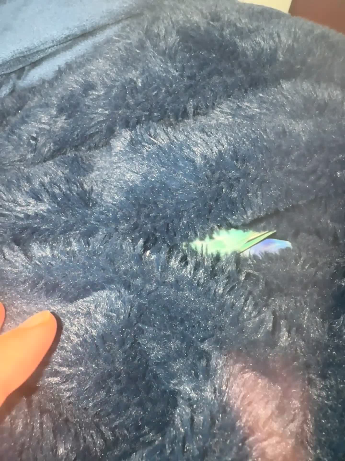 Lovebirds birds for sale: 💚 Lovebird ‘Ace’ – Looking for a Loving Home 💚 - Video 1