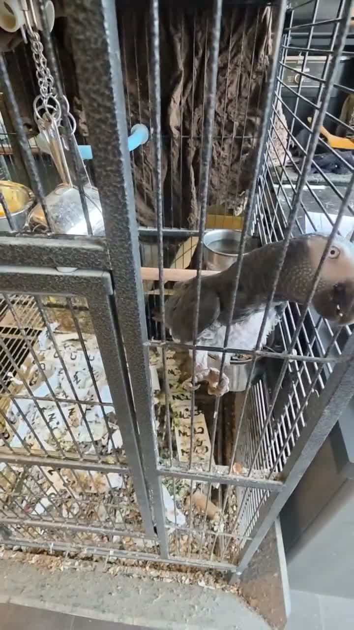 Parrots birds for sale: African grey timneh - Video 2