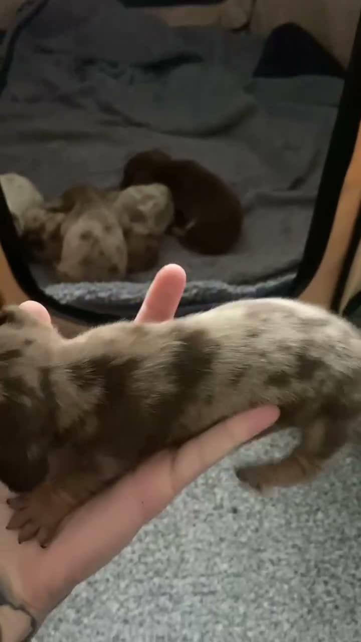 Miniature Dachshund dogs for sale: Miniature Dachsund puppies  - Video 2