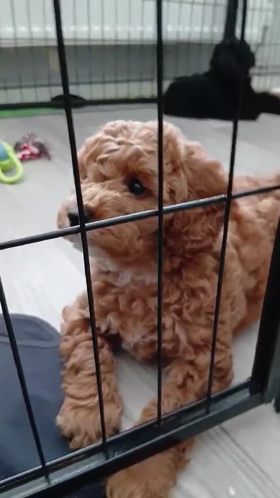 Cockapoo dogs for sale: Five star cockapoo ⭐️ - Video 4