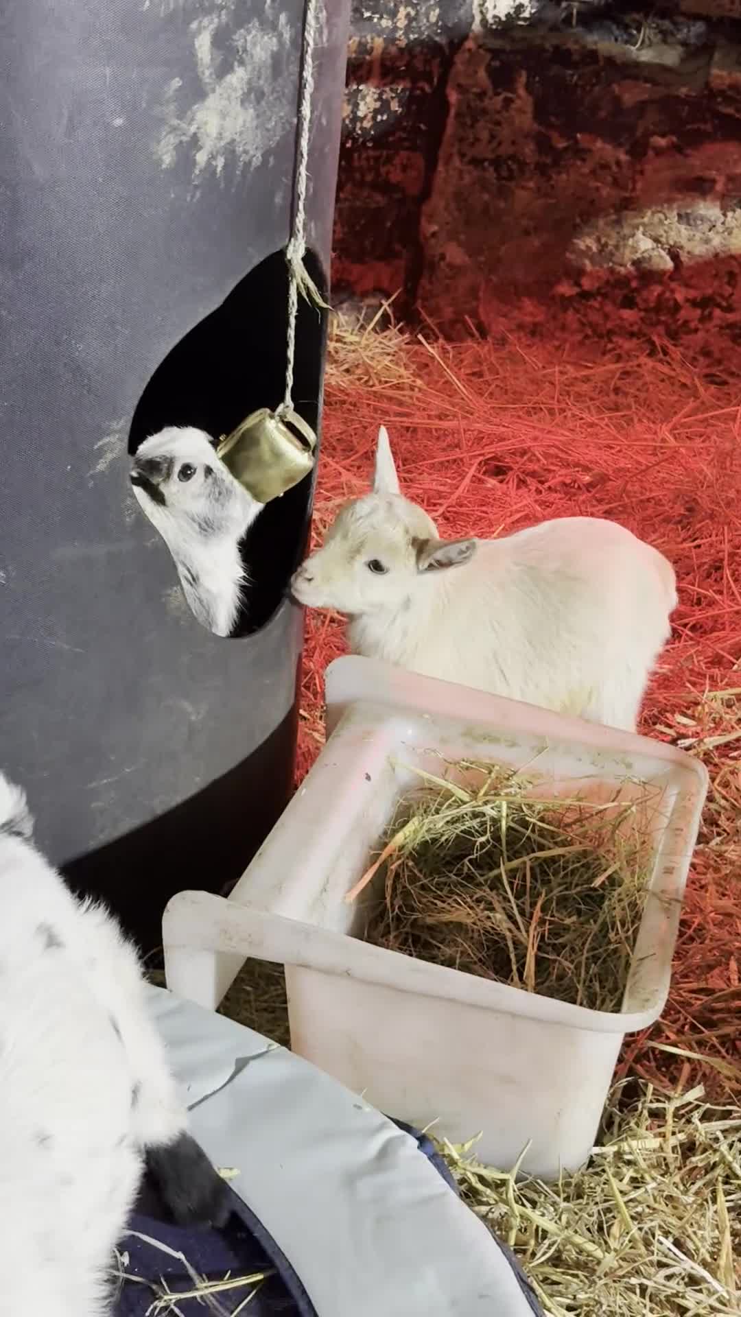 Goats livestock for sale: Very Friendly Pygmy Goat Wethers - Video 4