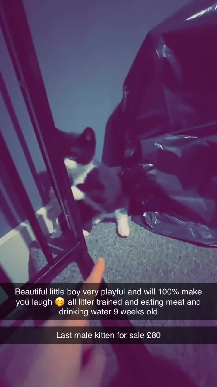 Mixed Breed cats for sale: Black and white Bombay mix  - Video 1