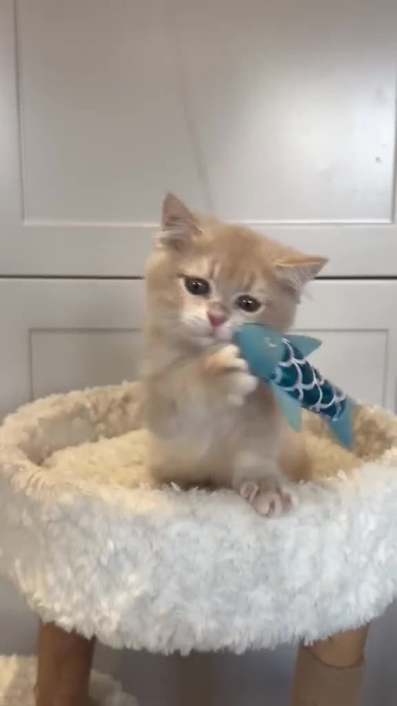 British Shorthair cats for sale: Lilac golden boy TICA reg  - Video 4
