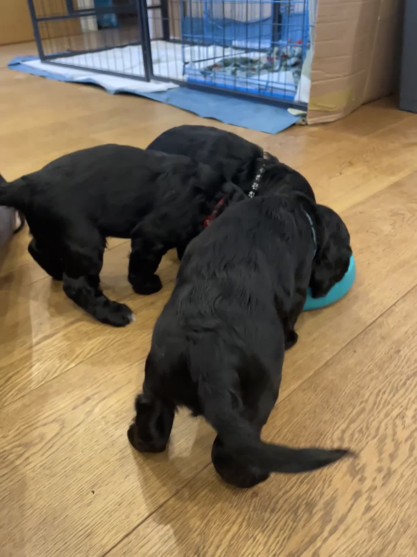 Cocker Spaniel dogs for sale: Cocker Spaniel males - Video 3