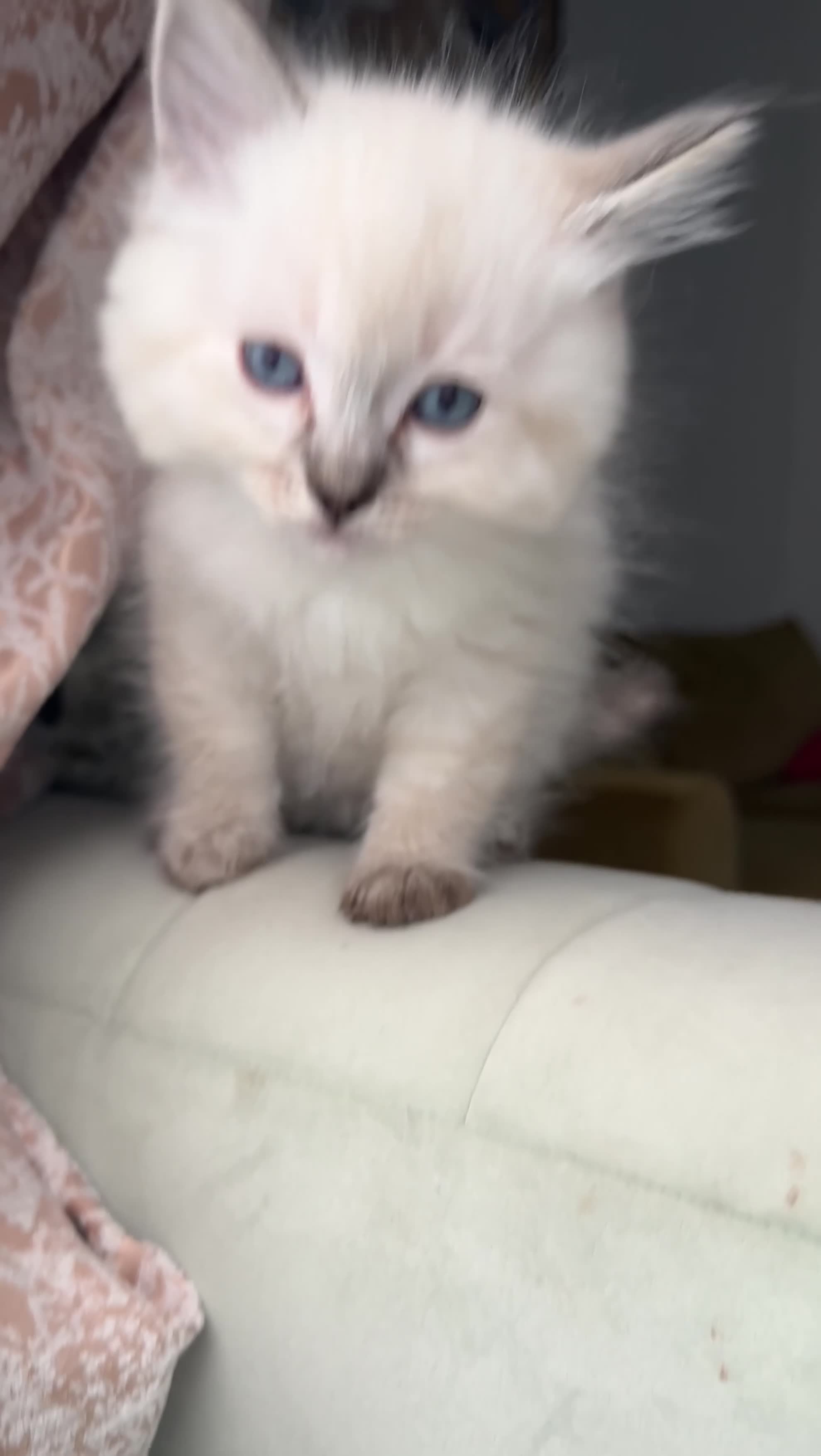 Ragdoll cats for sale: 2 Beautiful Ragdoll Girl Kittens - Video 4