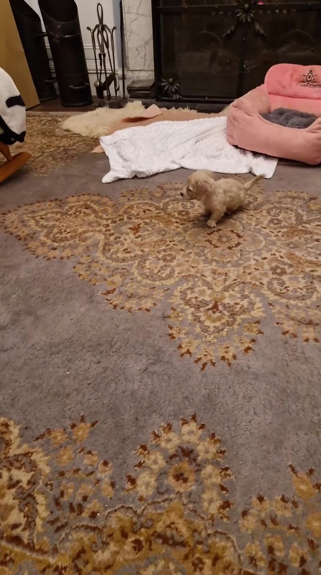 Miniature Dachshund dogs for sale:  Ready Now! Last Girl Long Coat Waiting For You  - Video 3