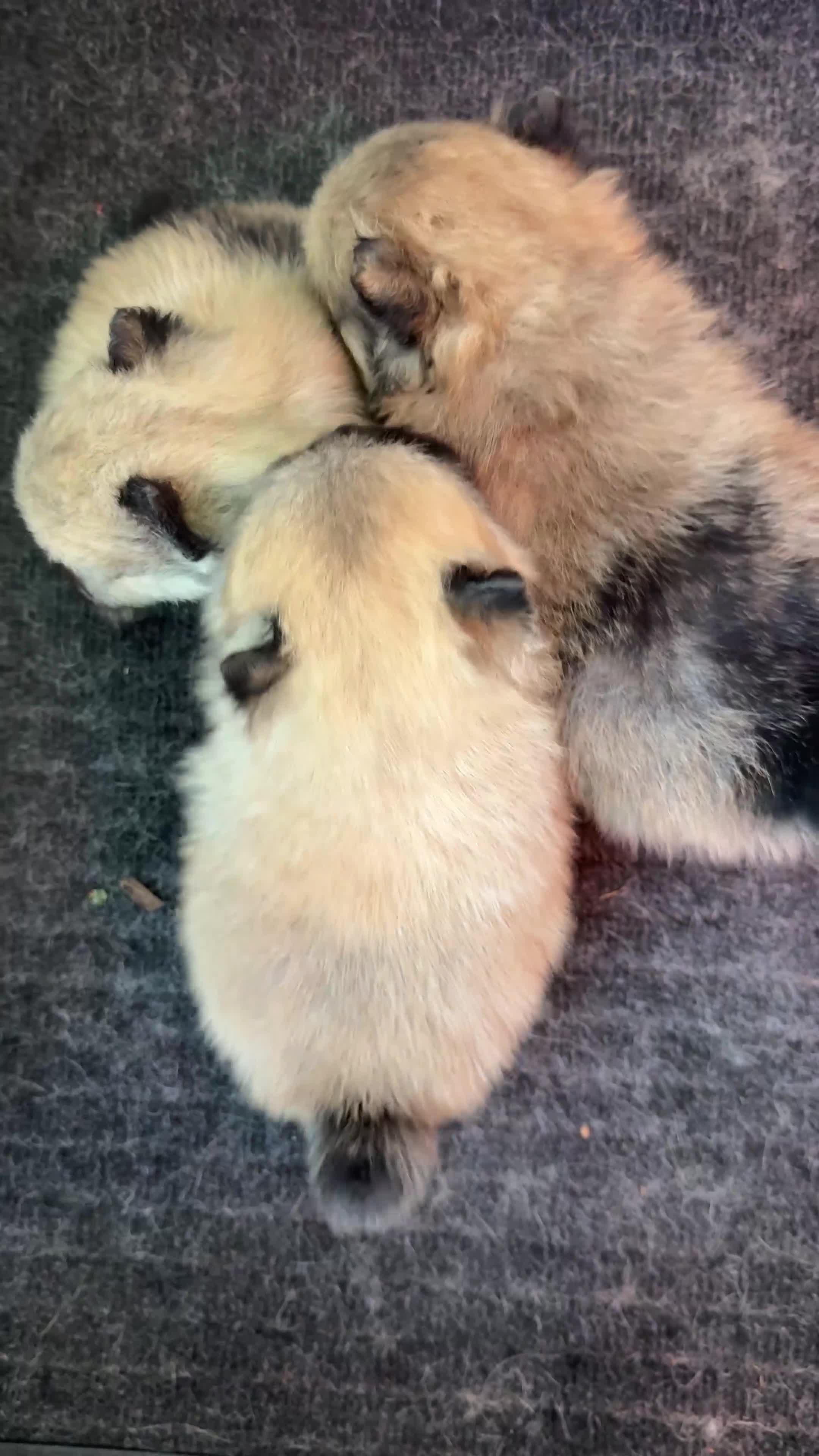 Pomeranian dogs for sale: Gorgeous small Pomeranian puppies 🧸  - Video 1