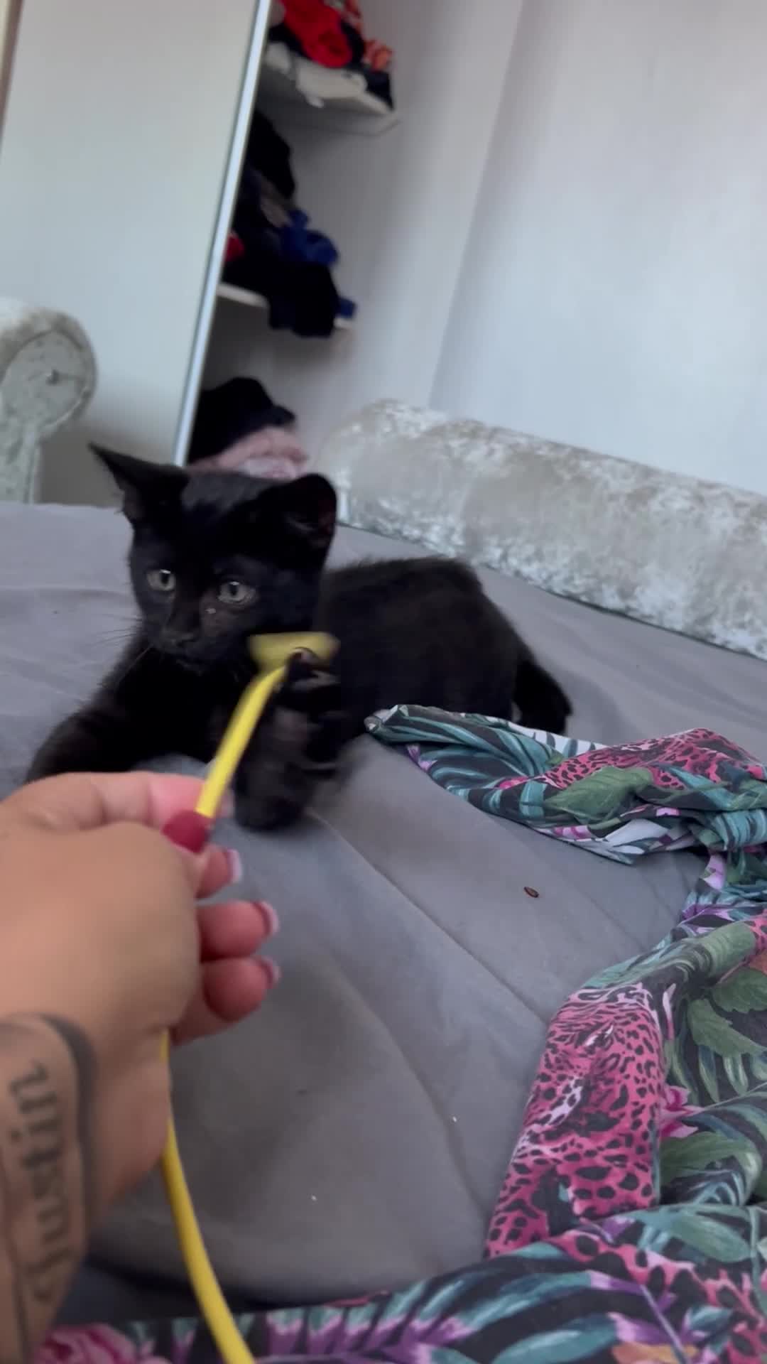 British Shorthair cats for sale:     Beautiful Black Kitten Ready for New Home  - Video 3