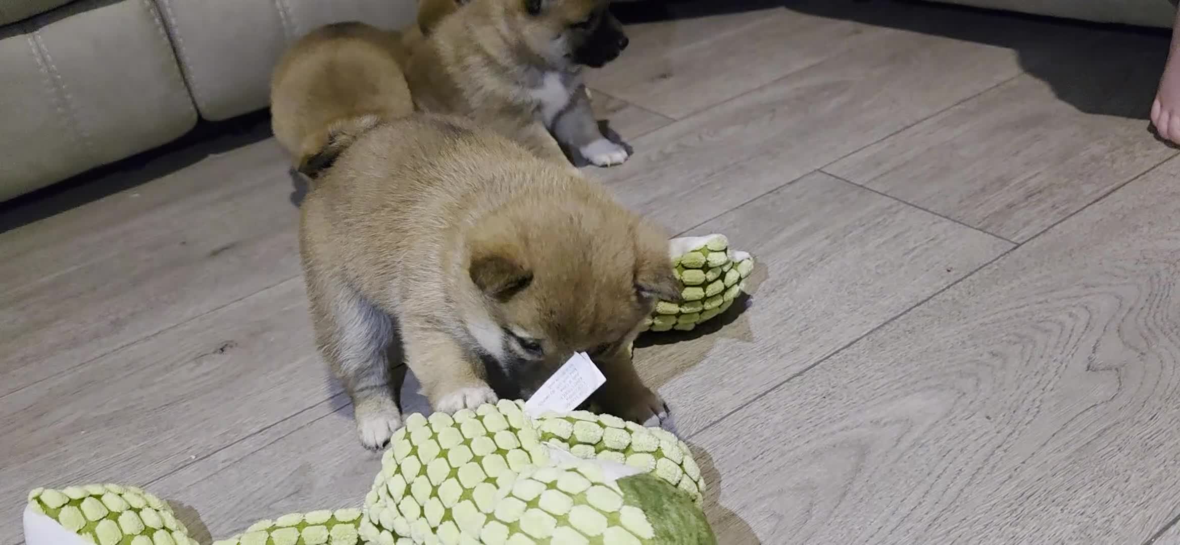 Japanese Shiba Inu dogs for sale: Healthy shiba inus last girl  - Video 3