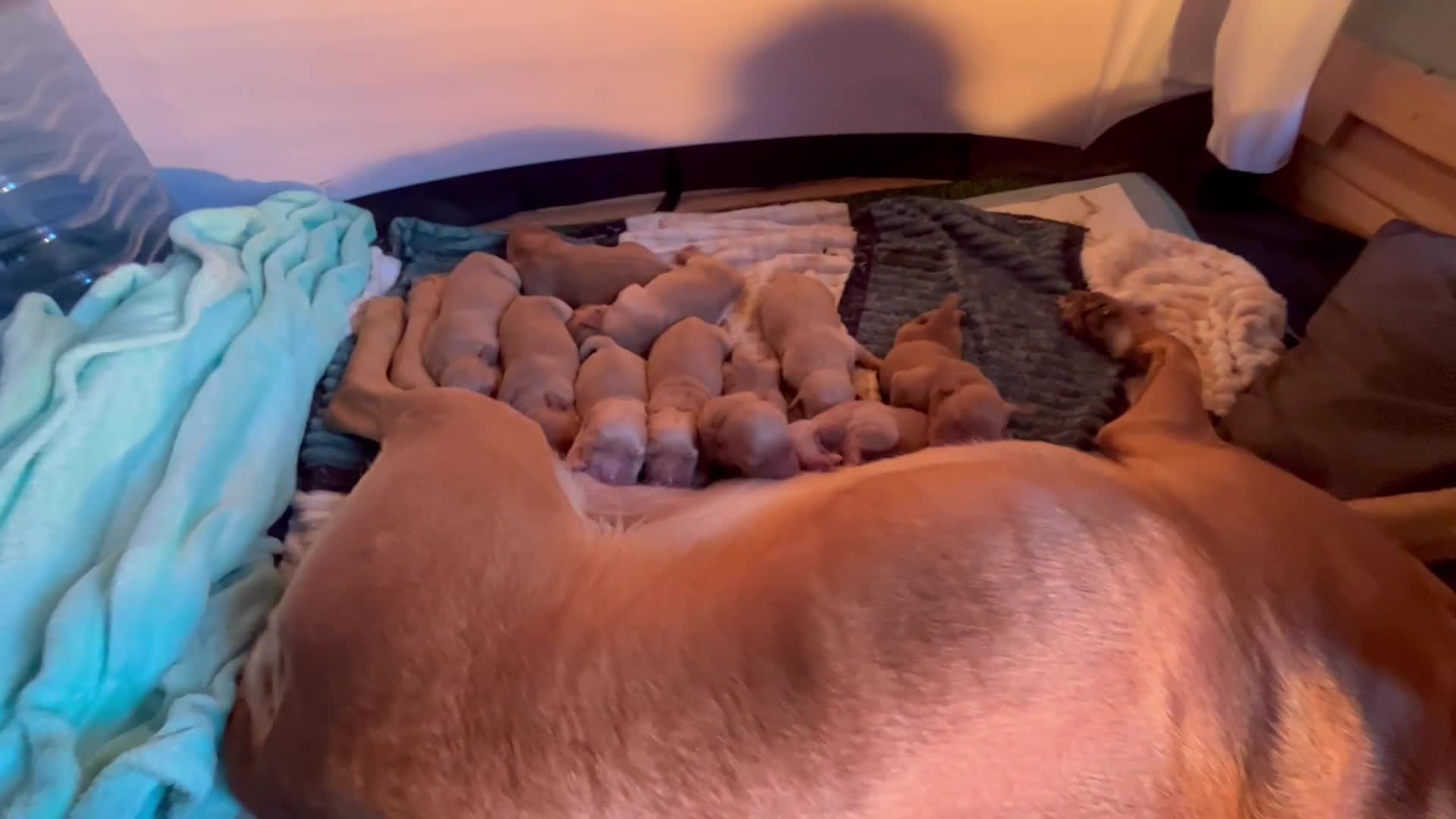 Goldador dogs for sale: Beautiful fox red Labrador/retriever pups - Video 2