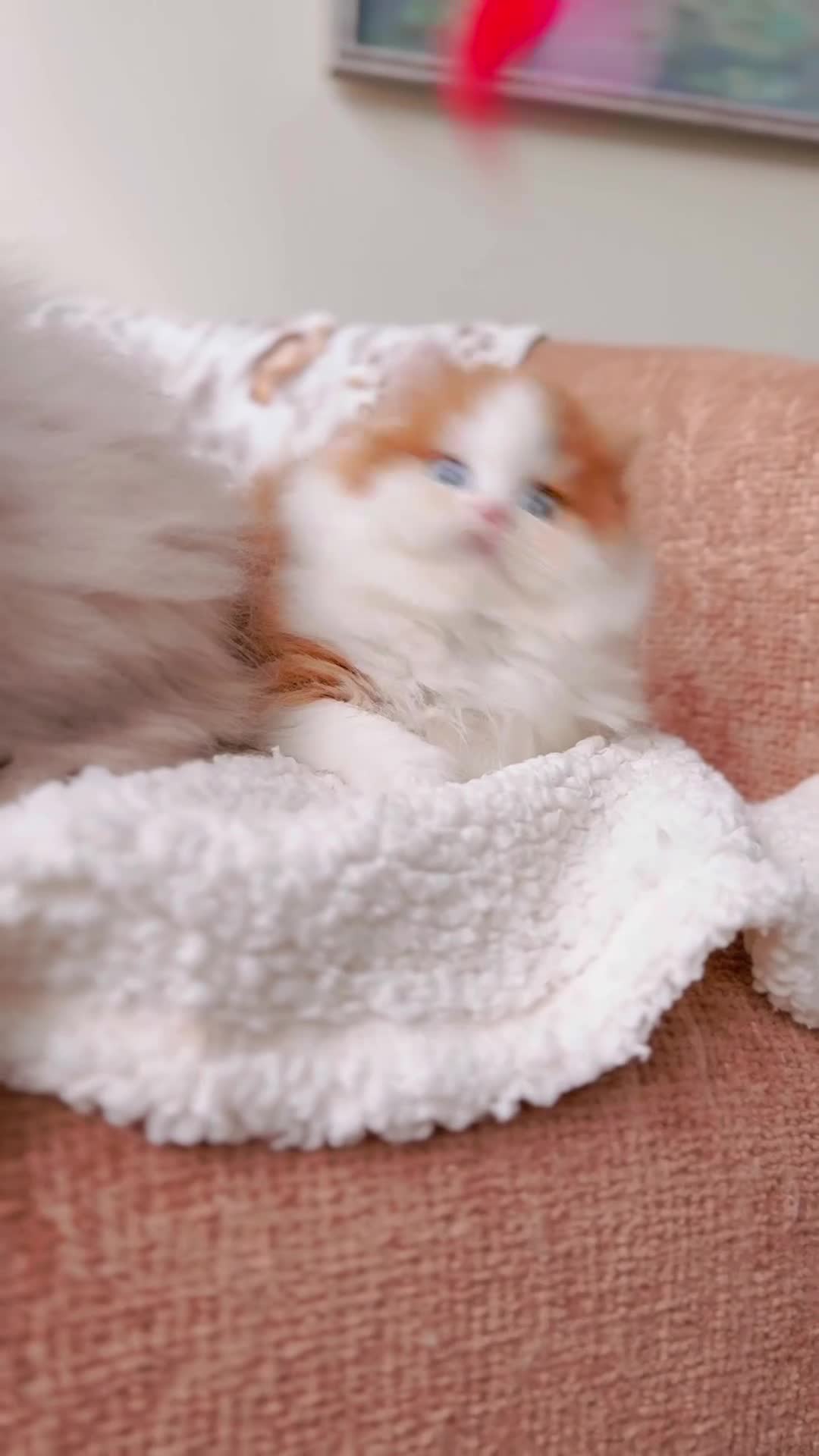 British Shorthair cats for sale: Two lovely boys left  - Video 3