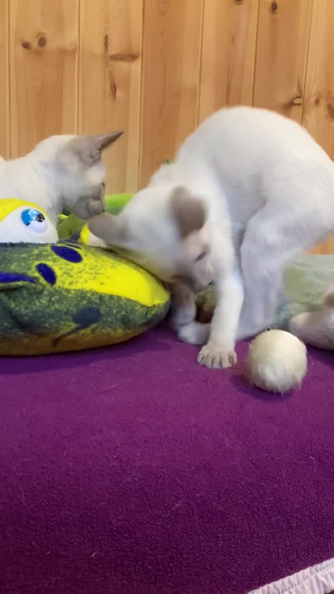 Oriental cats for sale: Oriental boy kittens - Video 1