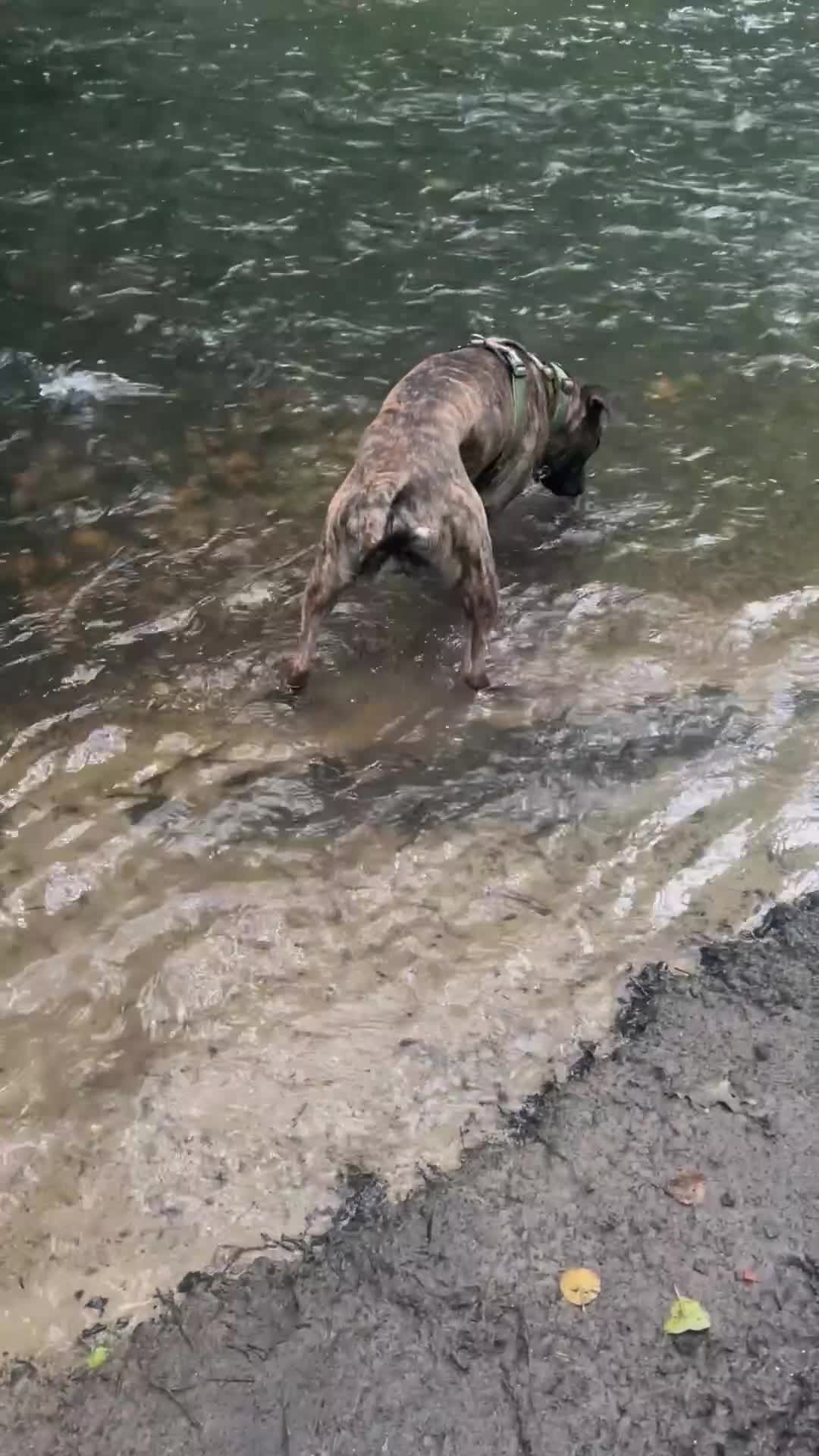 Mixed Breed dogs for sale: German Shepherd Staffy x Pure Blue Staffy - Video 1